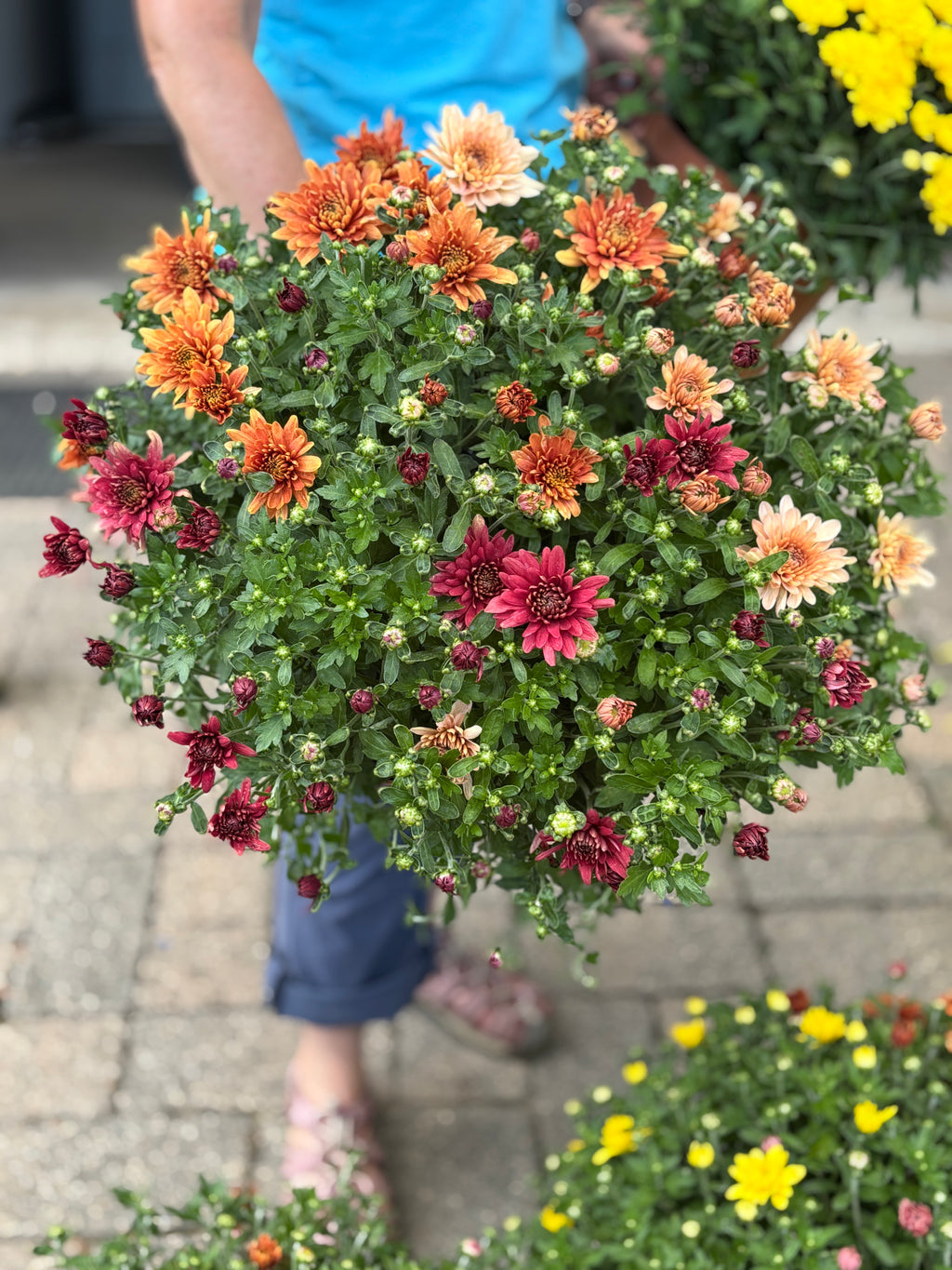 9.5" Belgian Mum Mix
