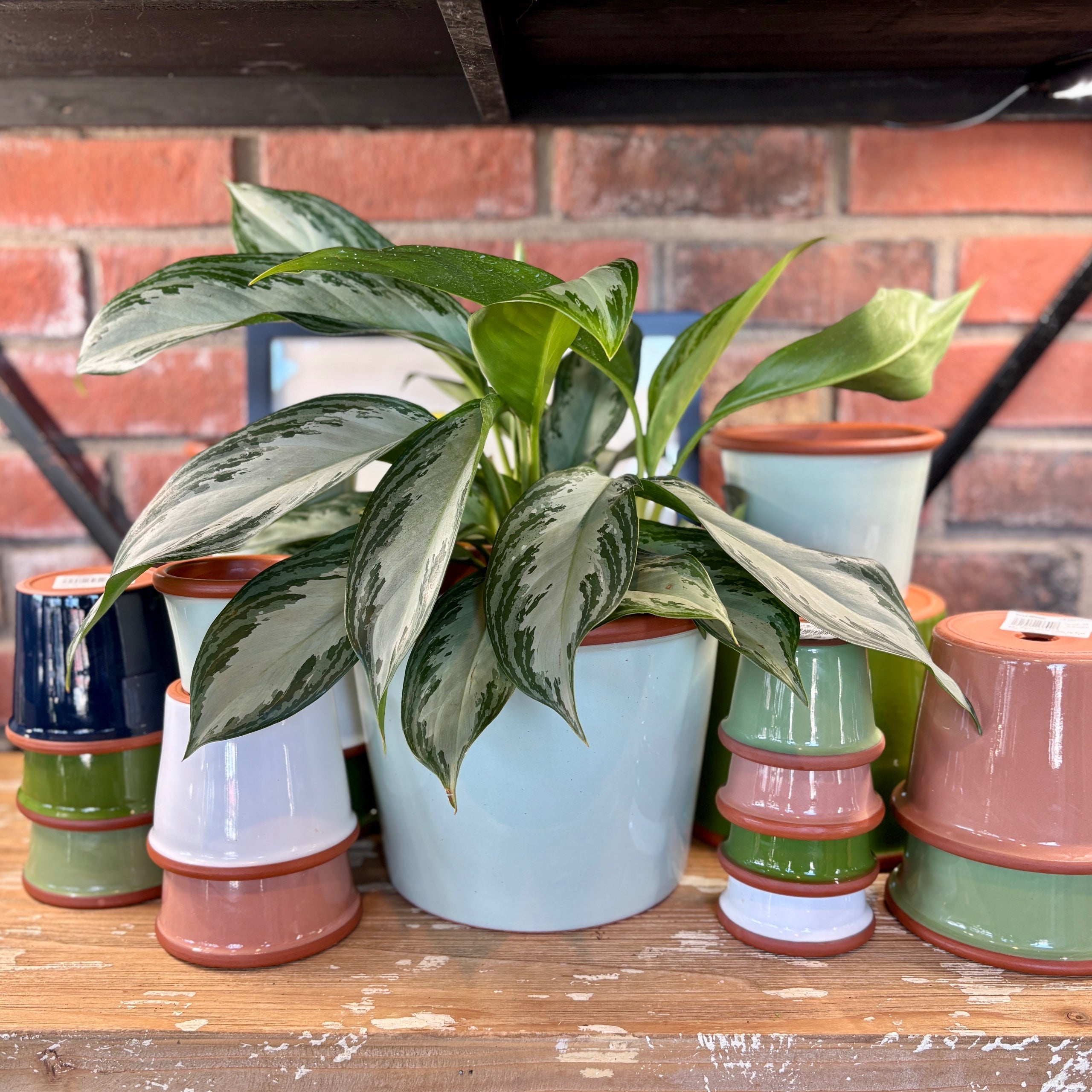 9.3" Zephyr Cylinder Glazed Terracotta Pot