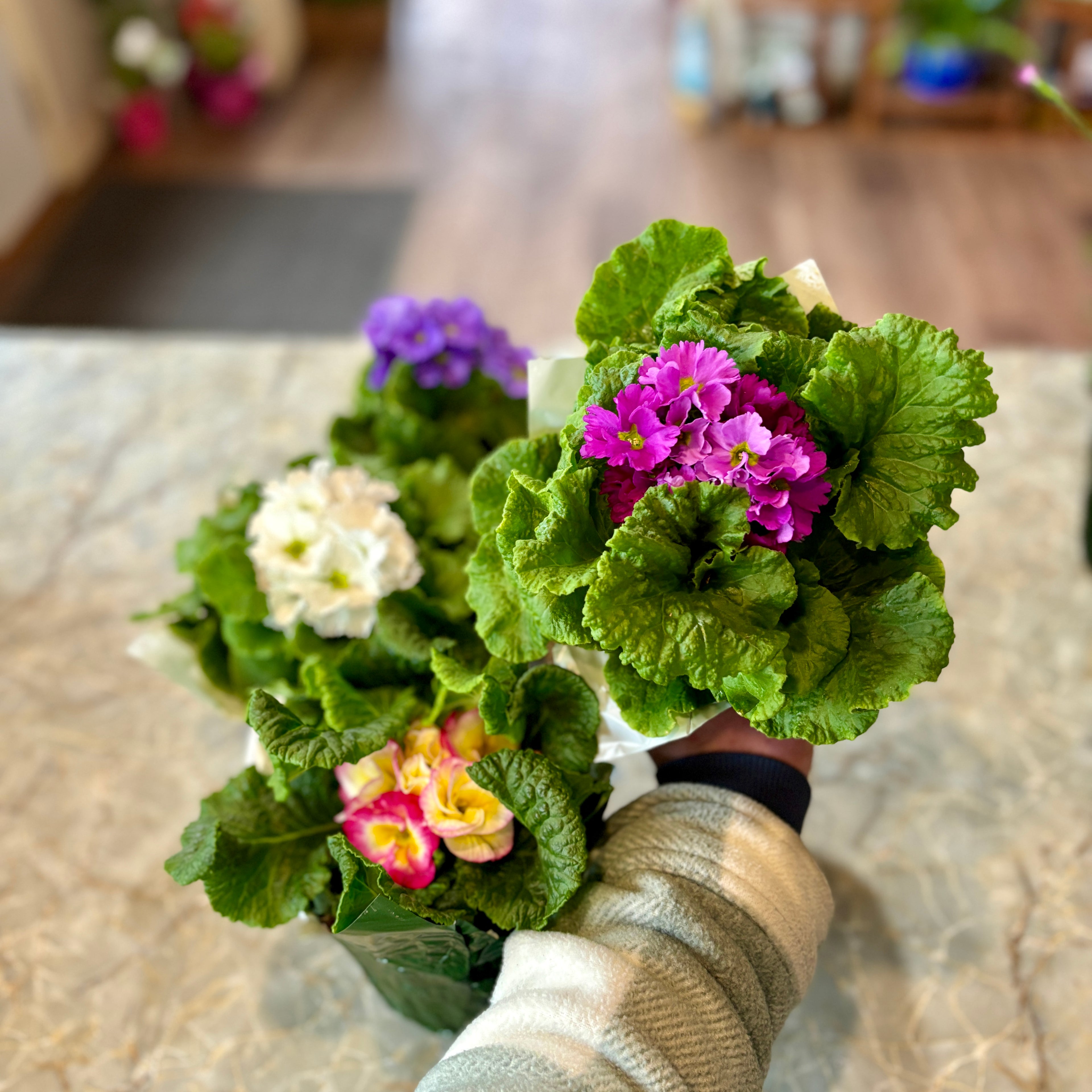 Primula Assorted Colors 6.5" Pot