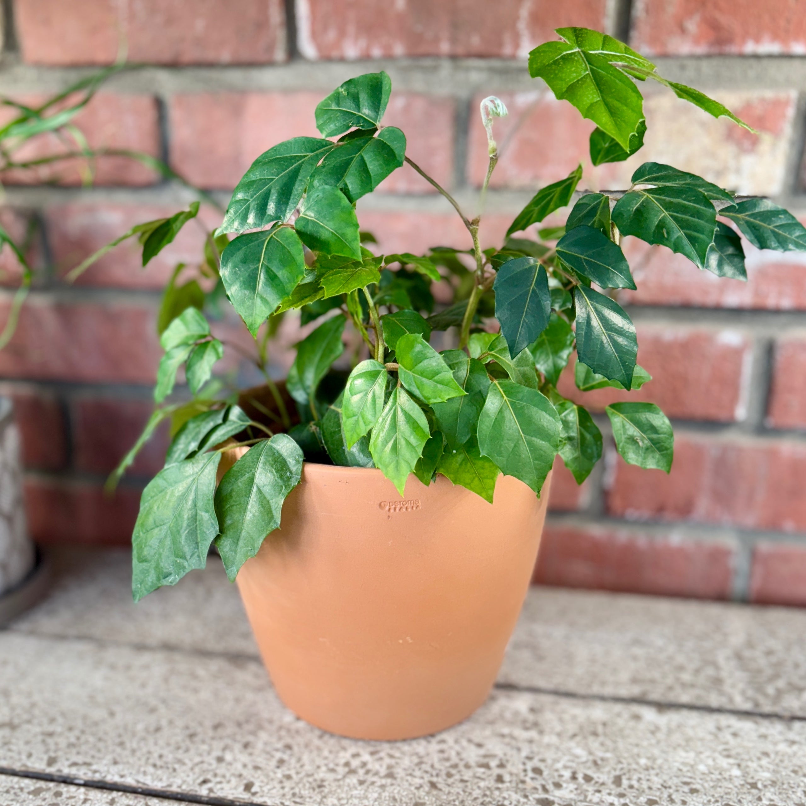 7.5" Blush Terracotta Egg Pot