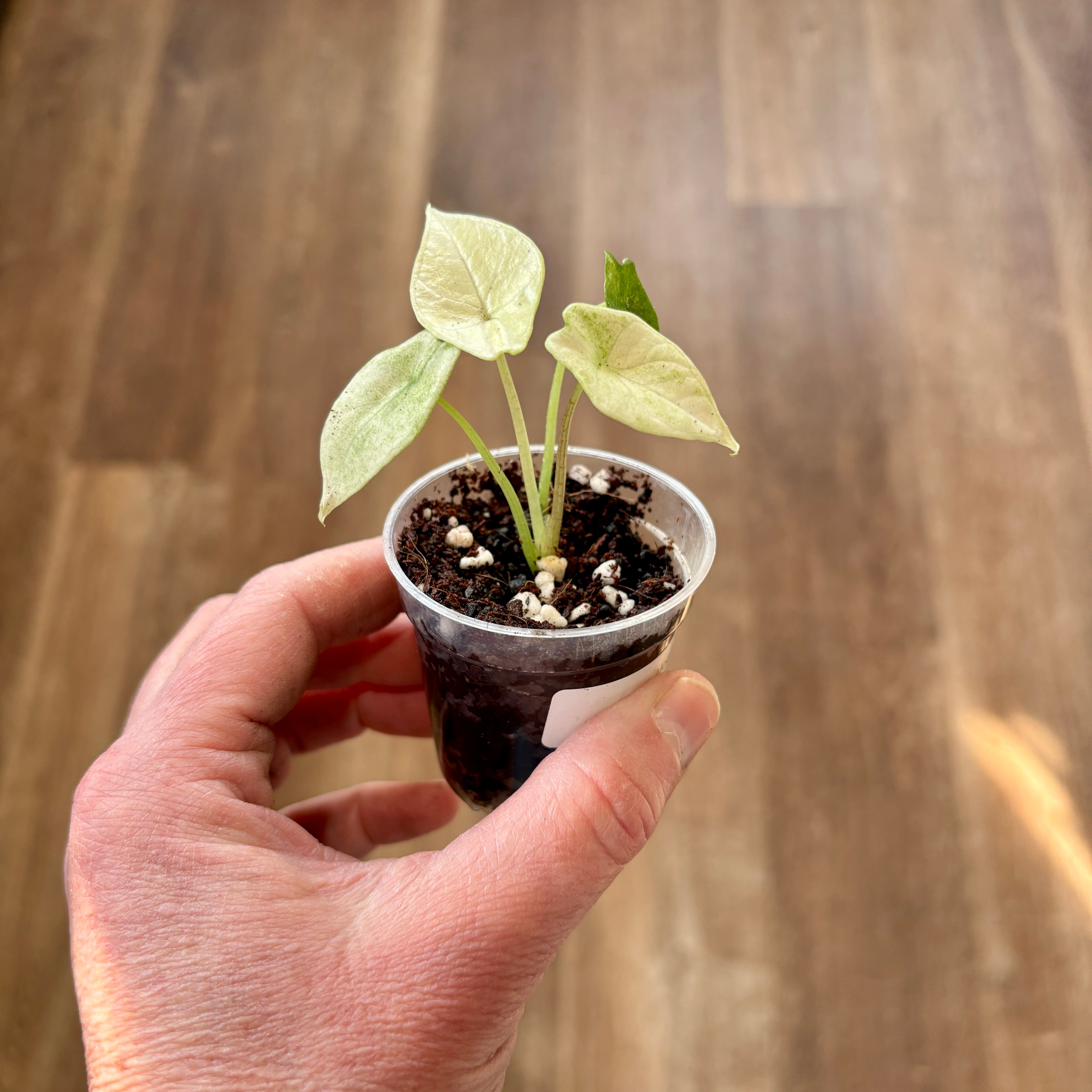 Alocasia 'scalprum Mint'