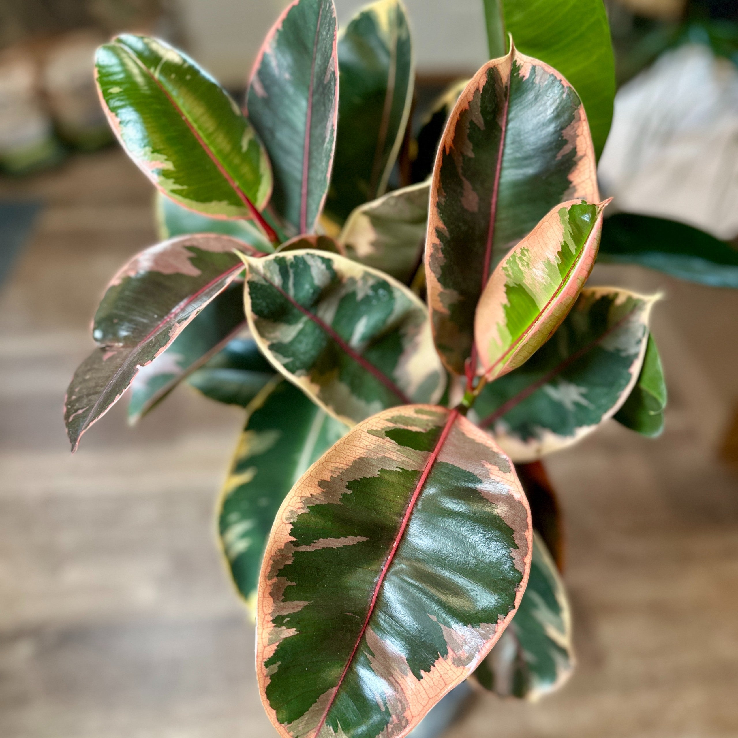 8" Ficus Ruby Braided Tree