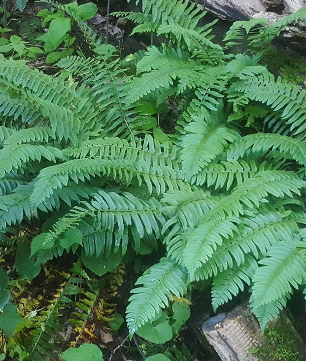 Polystichum Acrostichoides 'Christmas Fern' Quart Pot