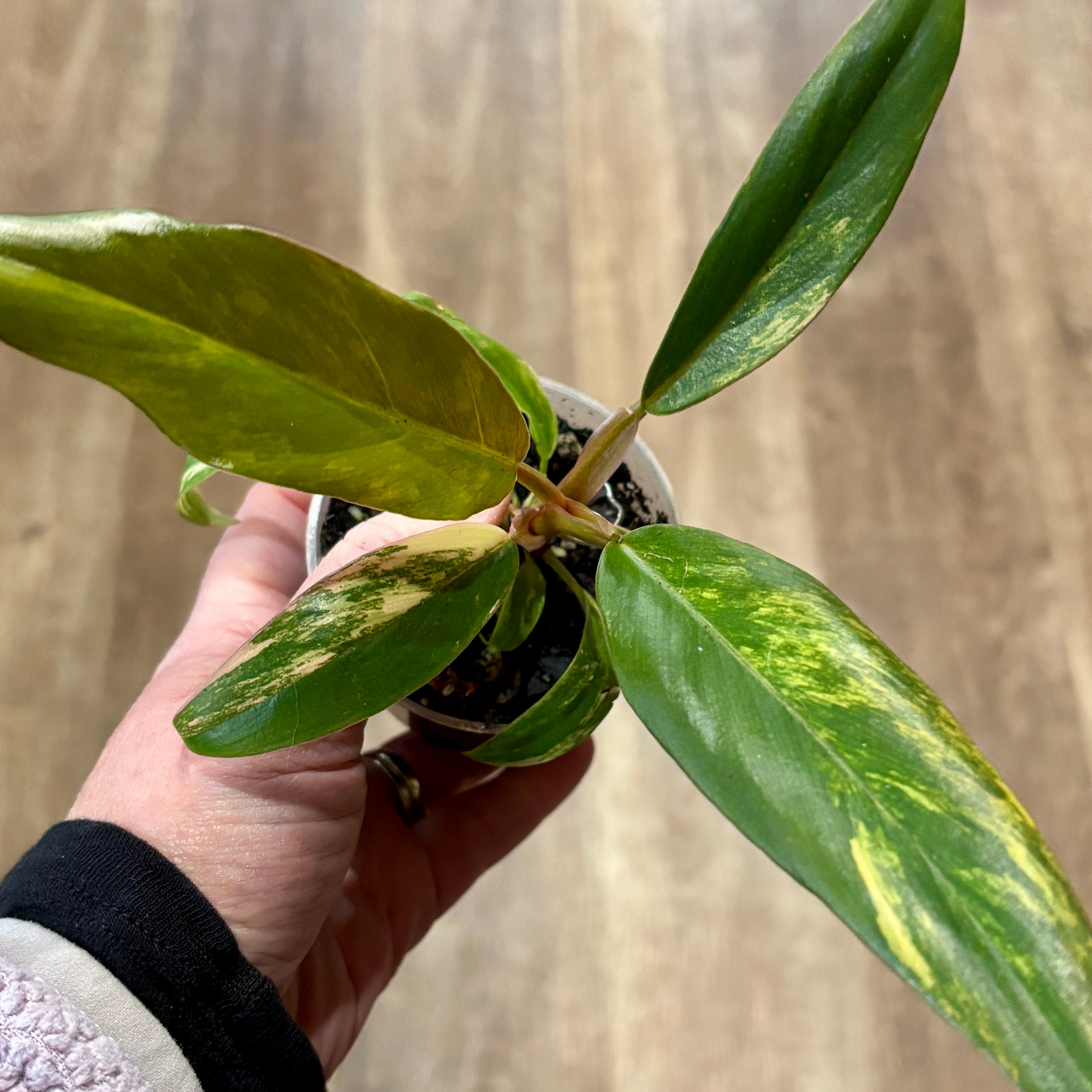 Philodendron 'Caramel Marble Hc' 2.5"