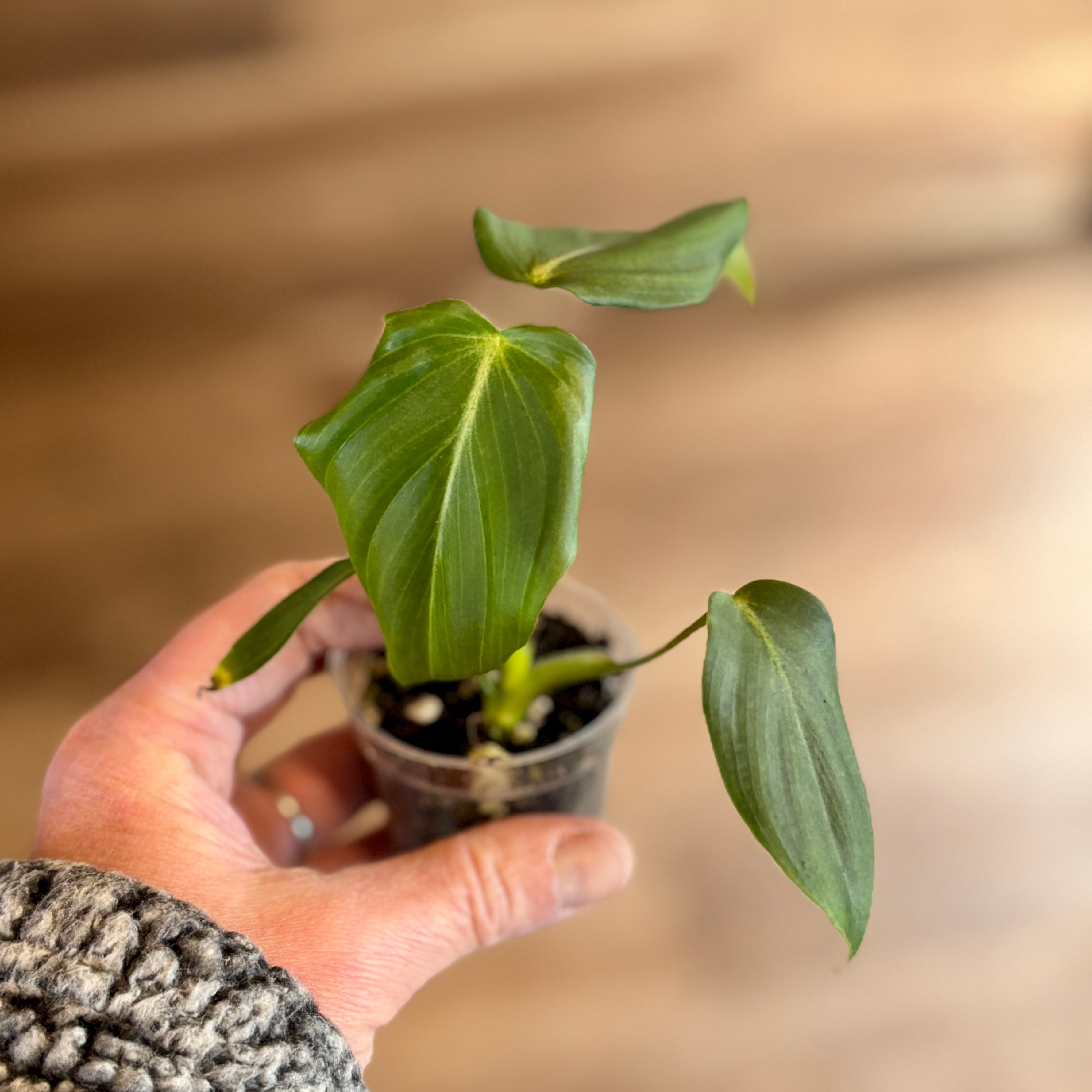 Philodendron 'Mcdowell' 2" Pot