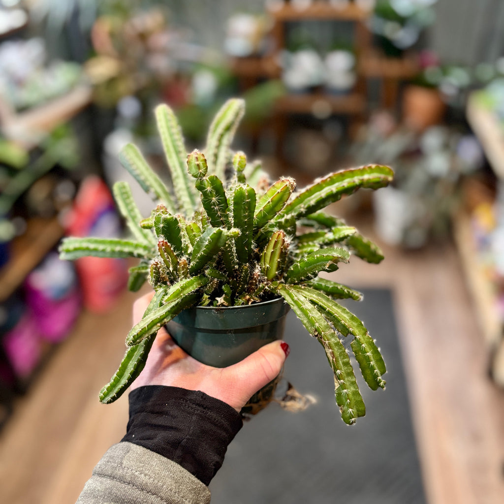 Dragon Fruit Cactus