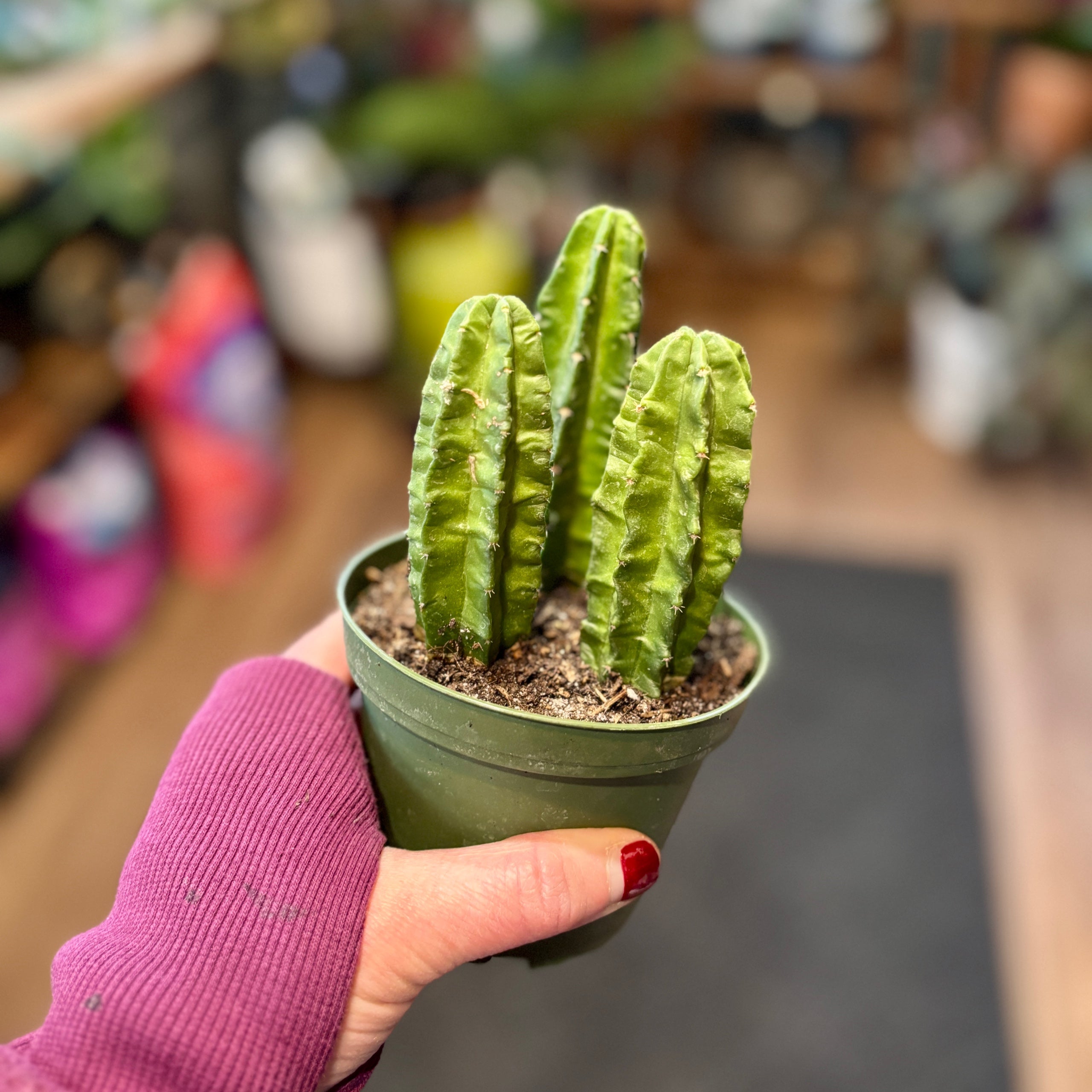 4" Cactus Assorted