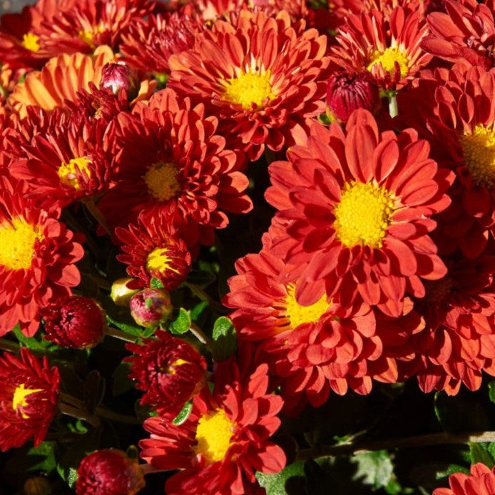 5.5" Dendranthema Igloo Firedance Mum