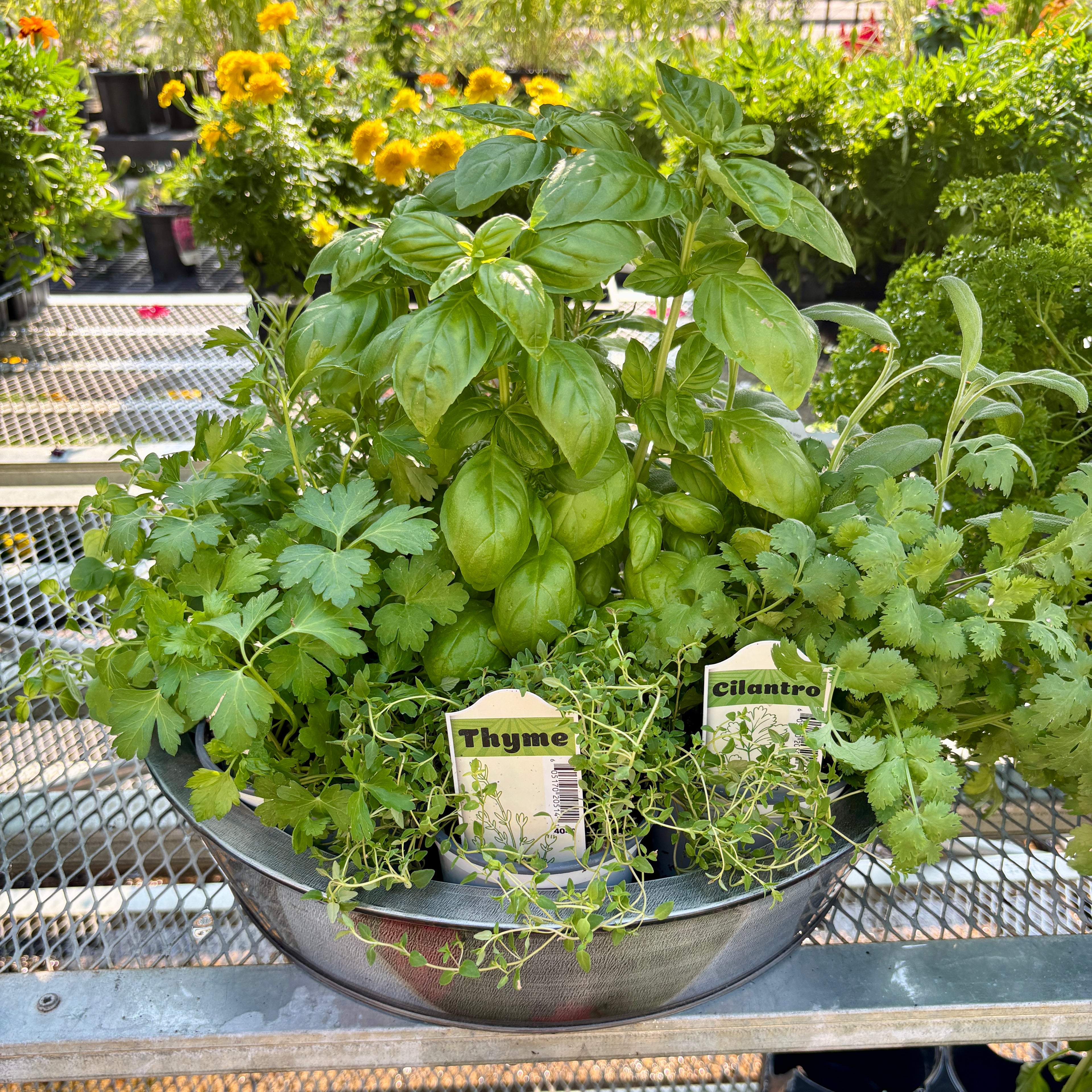 Culinary Thyme 4" Pot