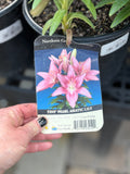 Lilium Asiatica 'Tiny Pearl' #1 Gallon Pot