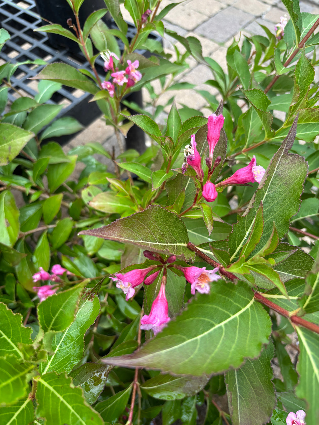Weigela 'Minuet' #2