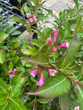 Weigela 'Minuet' #2