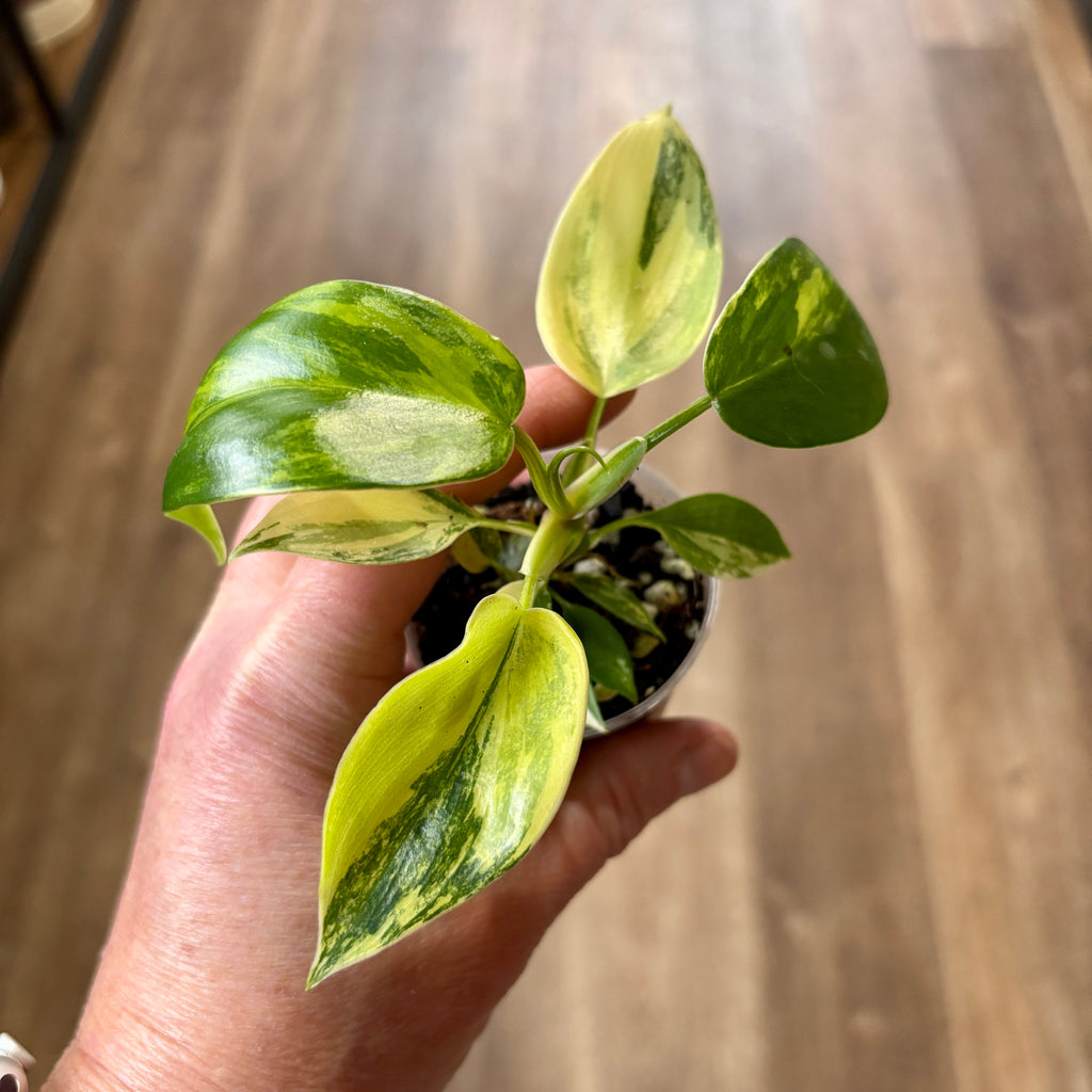 Philodendron 'Florida Beauty' 2"
