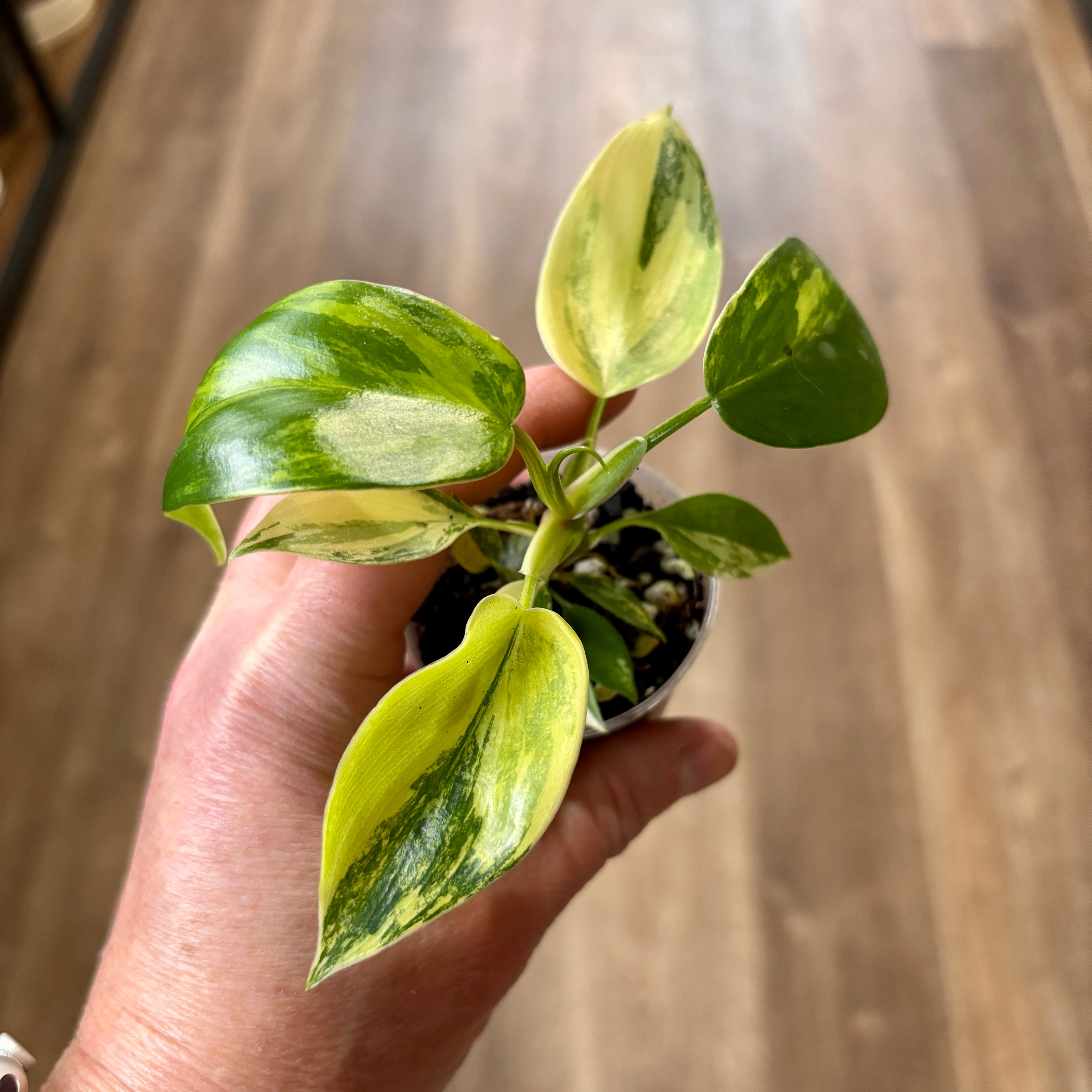 Philodendron 'Florida Beauty' 2"