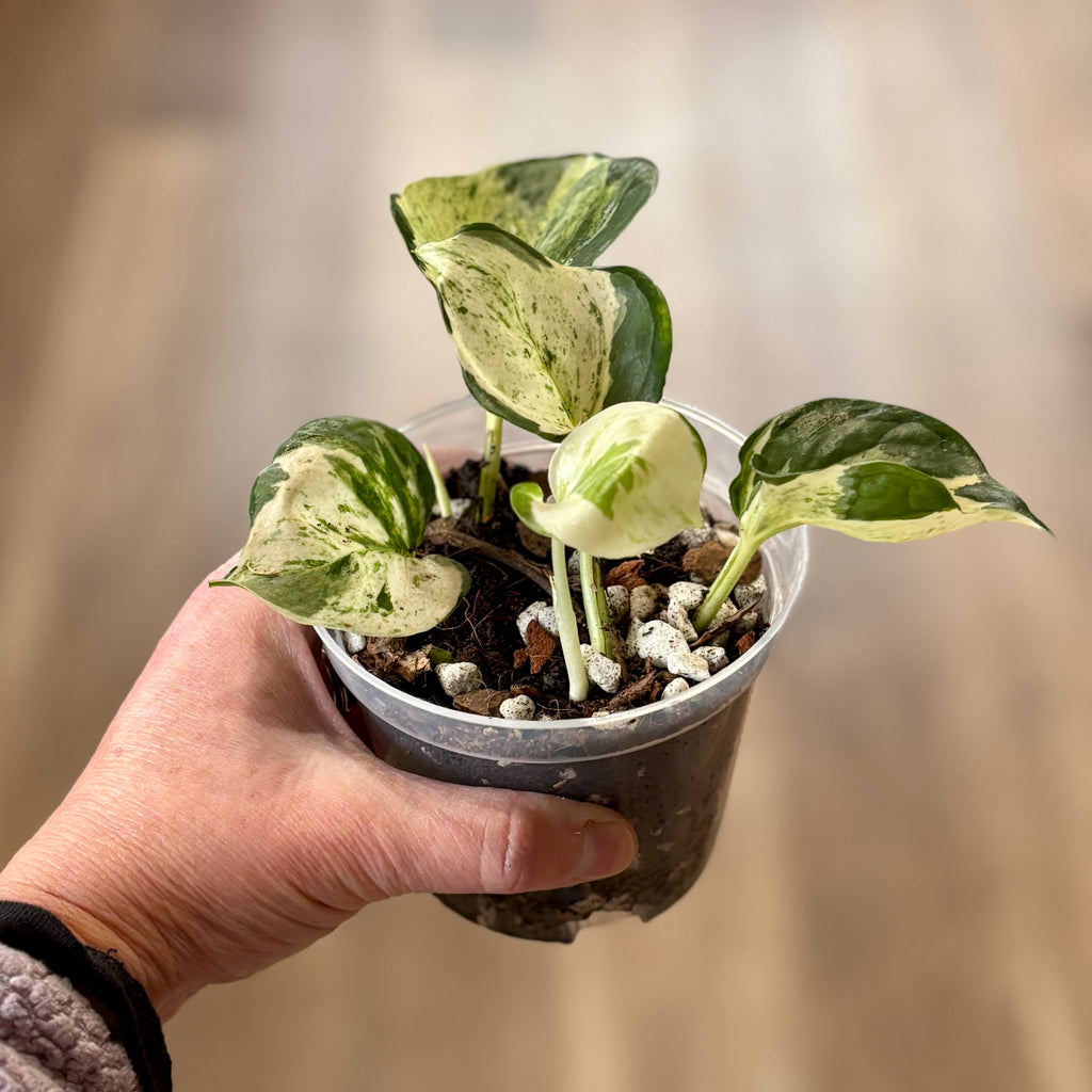 Pothos 'Manjula' 4" Rooted Cuttings