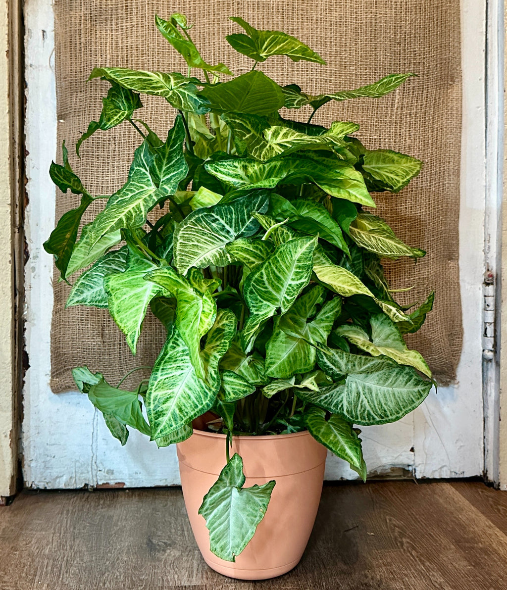6" Nephthytis | Syngonium White Butterfly With Pole
