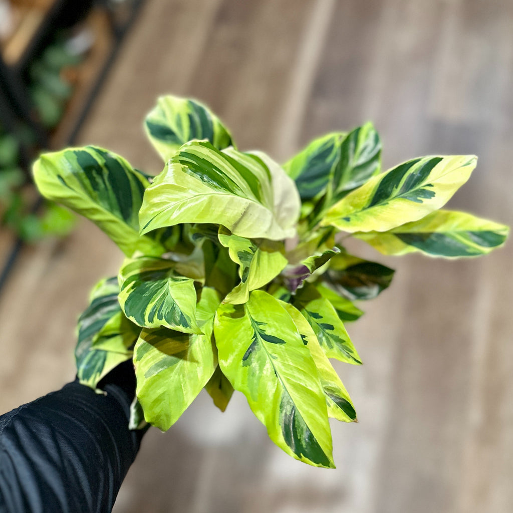 4" Calathea Yellow Fusion