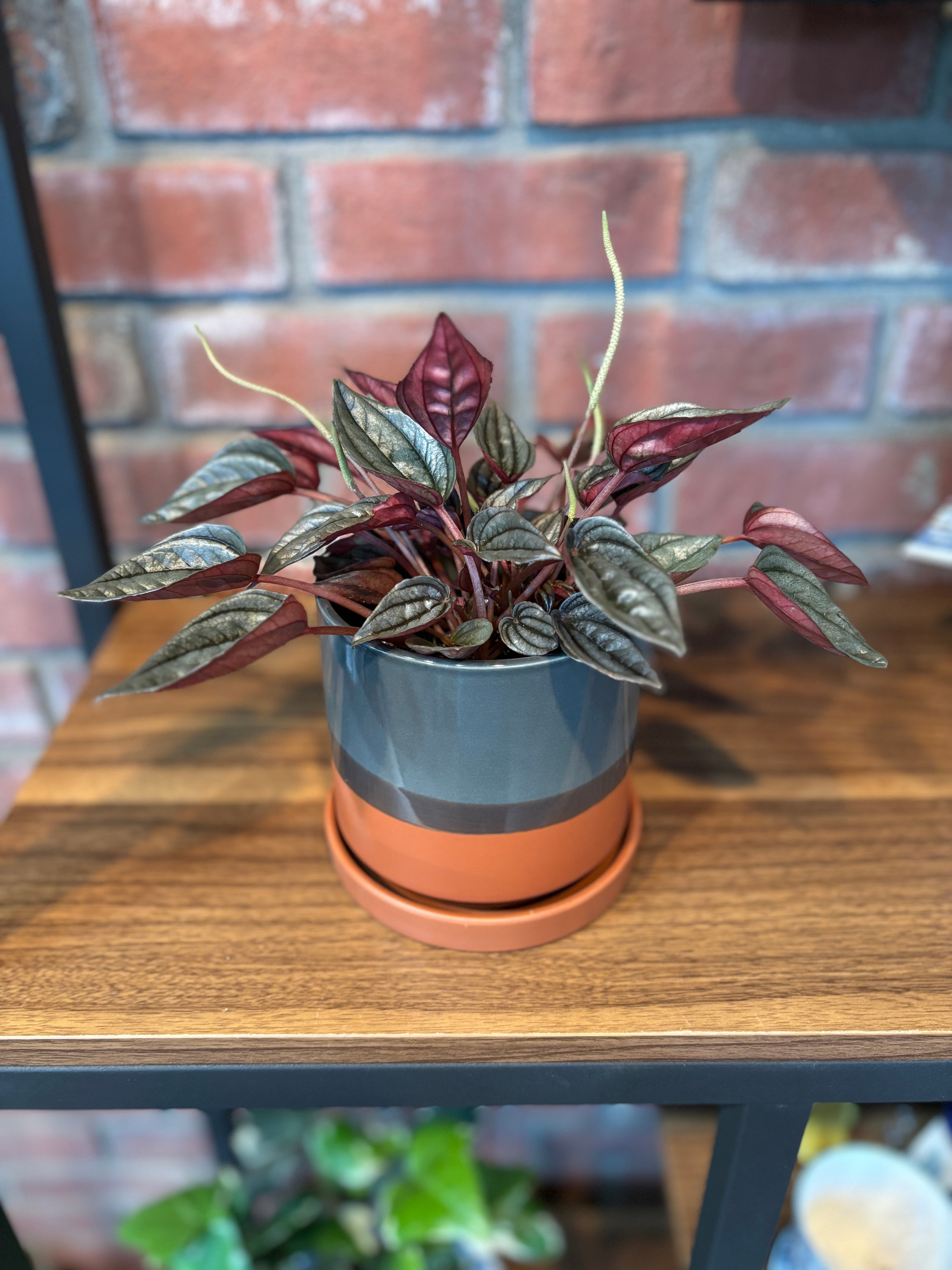 5" Terracotta Pot & Saucer