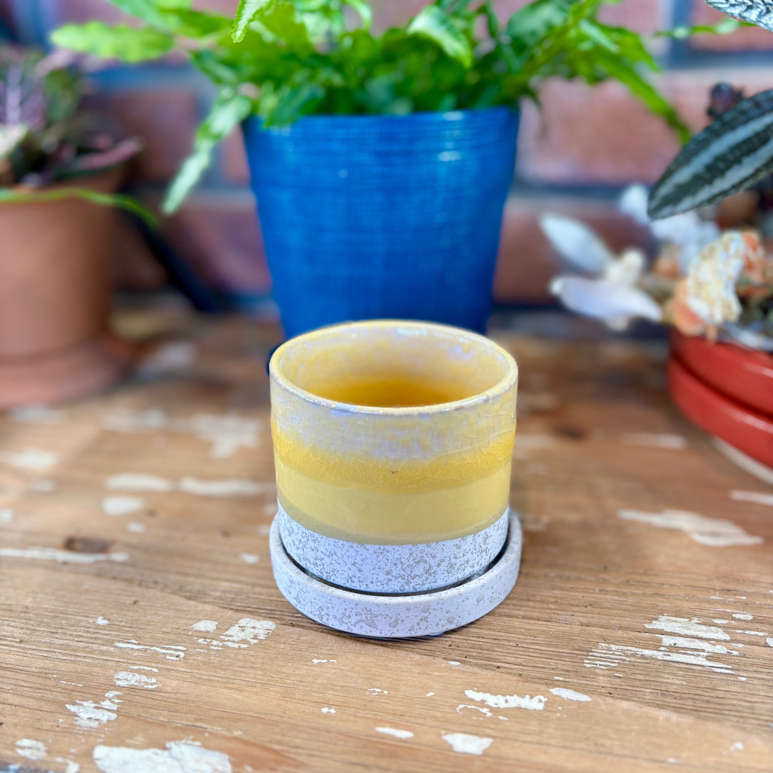 Chive Bombastic 3" Pot & Saucer