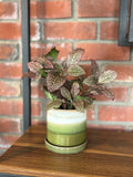 Chive Green Layers 3" Pot & Saucer