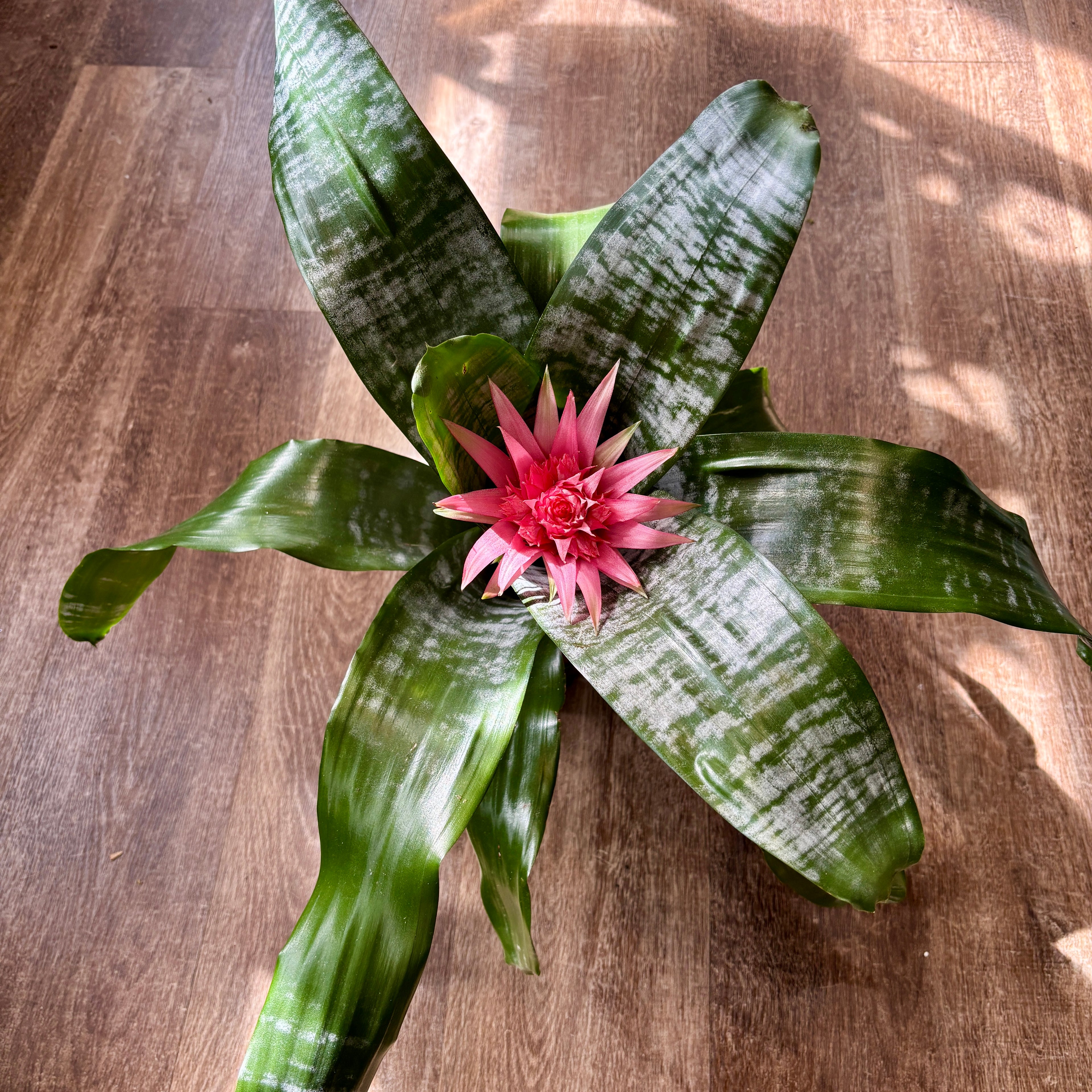 Silver Vase Bromeliad 6"