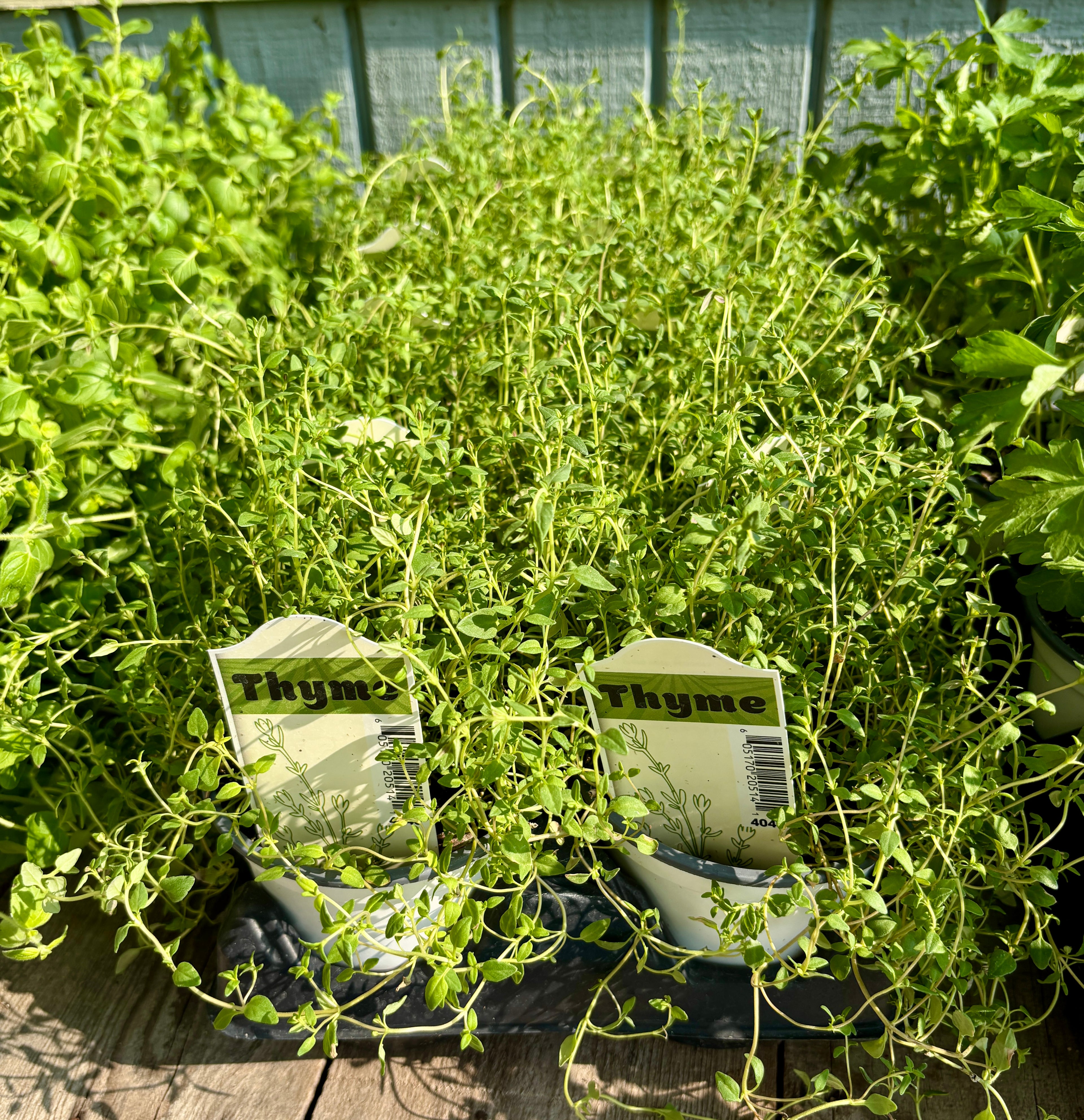 Culinary Thyme 4" Pot