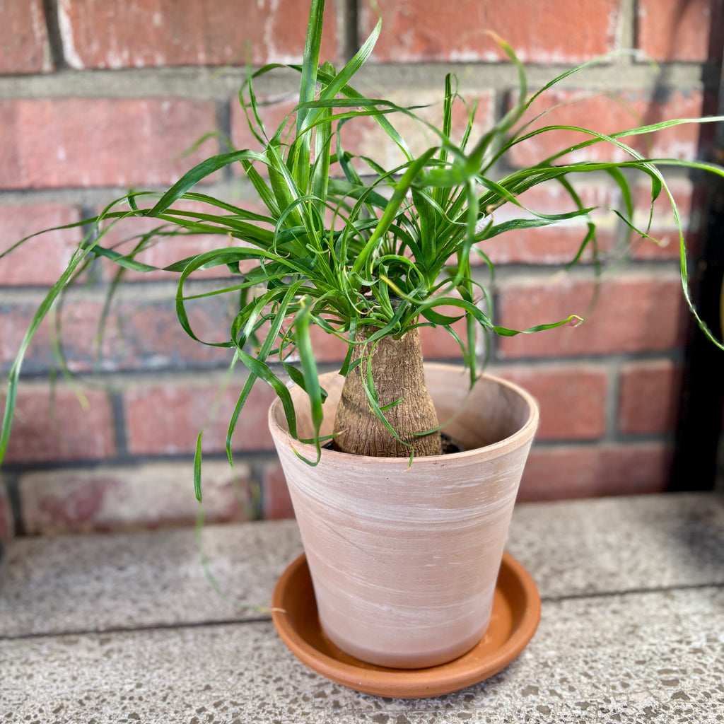 6" Terracotta White Stripe With Drainage Hole