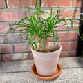 6" Terracotta White Stripe With Drainage Hole