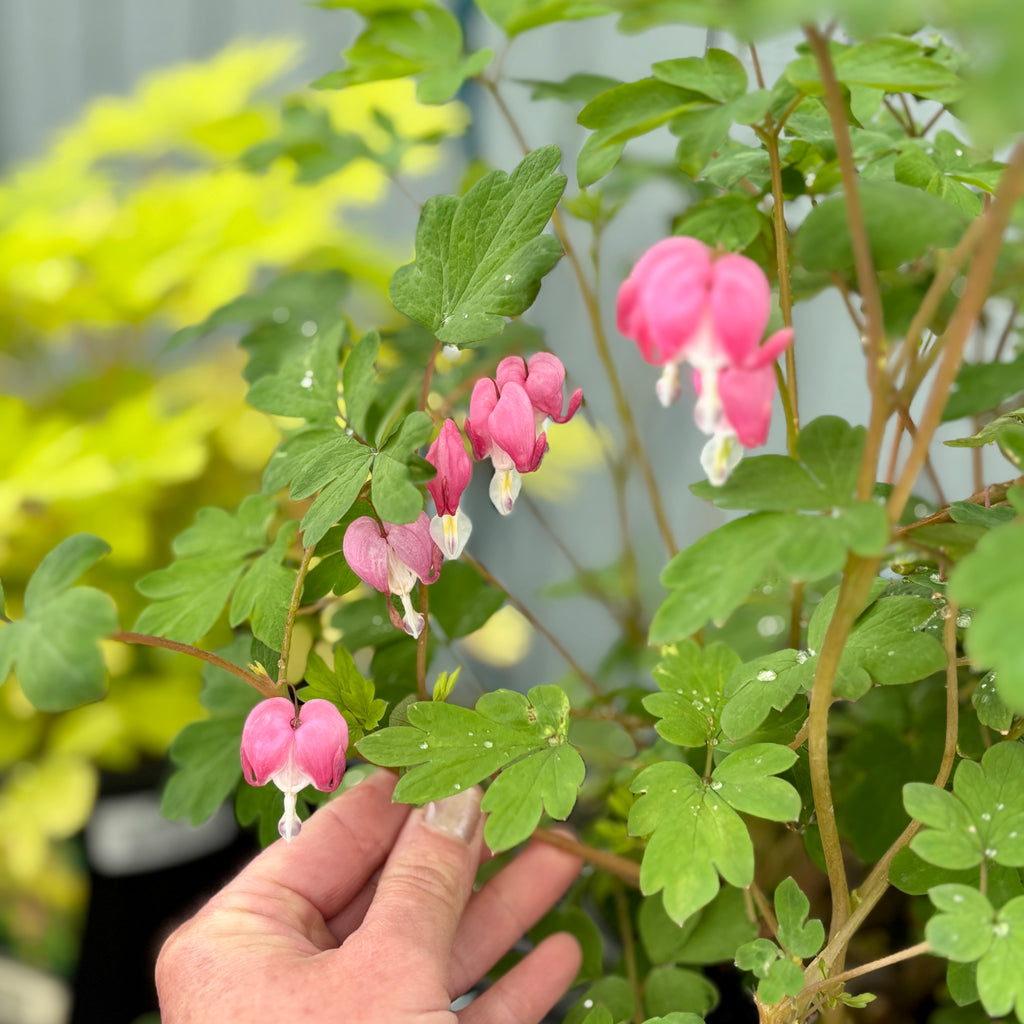 Dicentra/Old Fashioned Bleeding Heart #2 Container - Gold Heart
