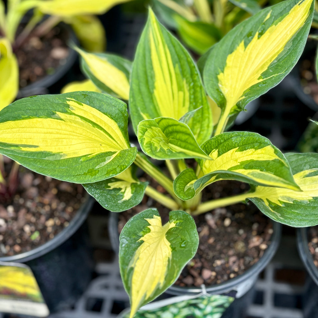 Hosta 'Morning Star' #1 Gallon Pot