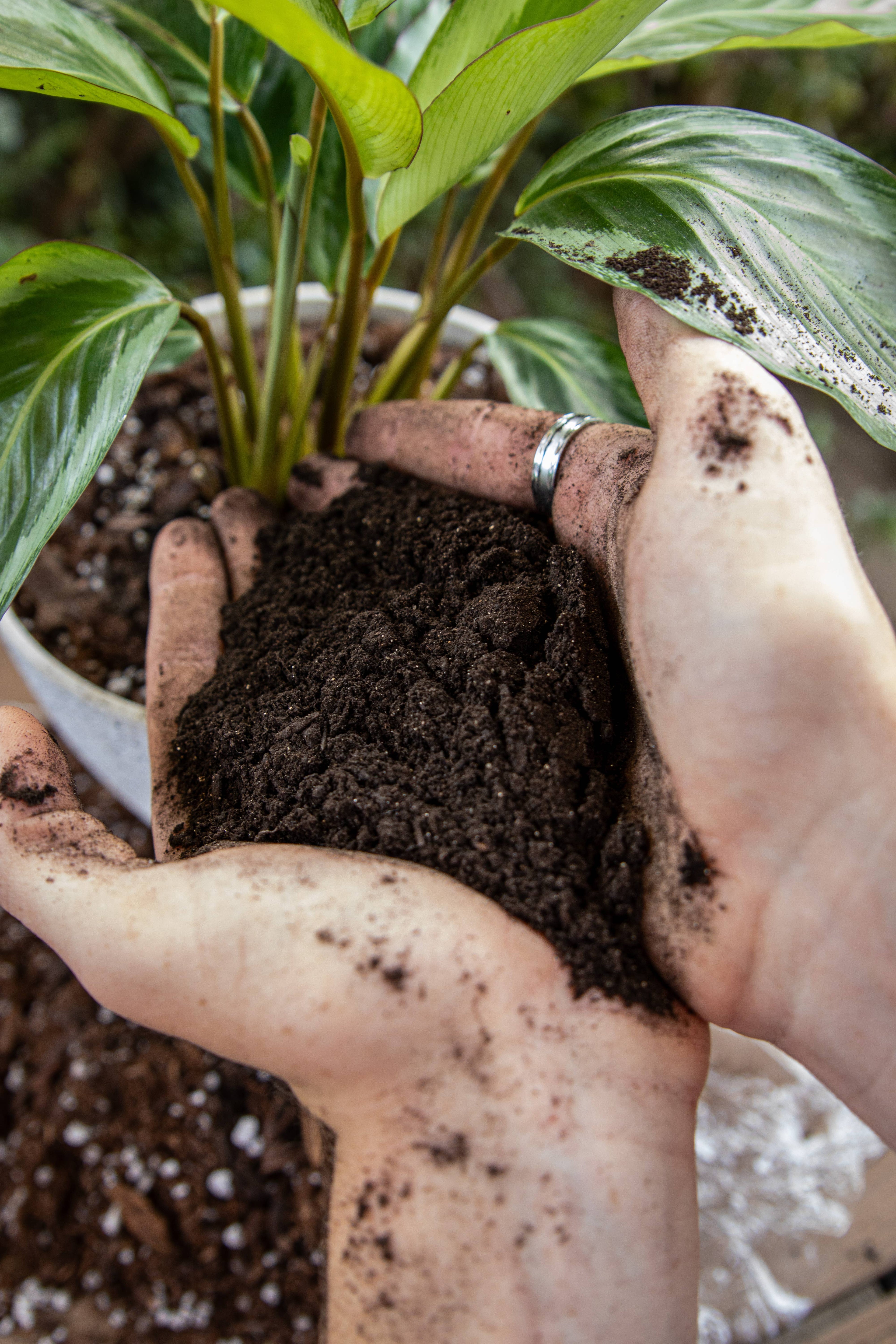Bulk Amendments – Pure Worm Castings For Plants 6 Gallons