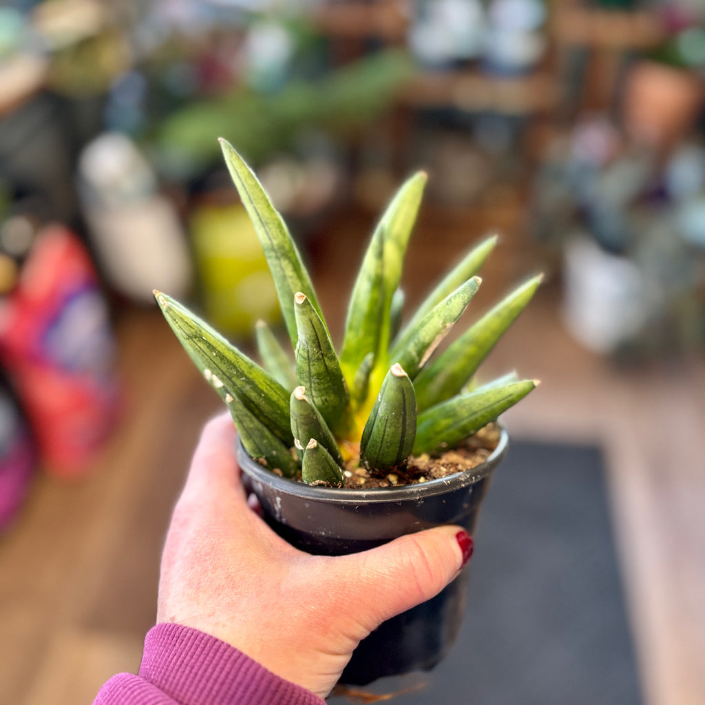 Sansevieria Hedgehog 4"
