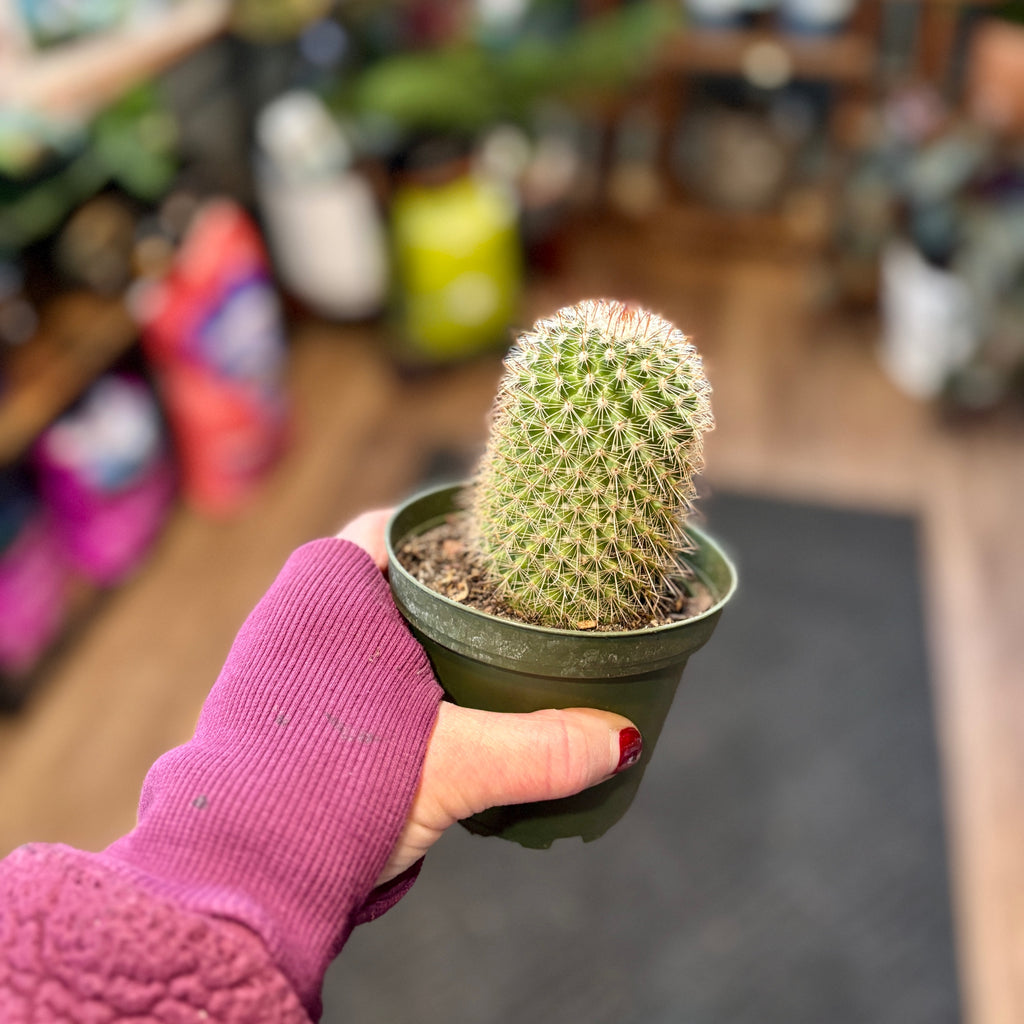 4" Cactus Assorted
