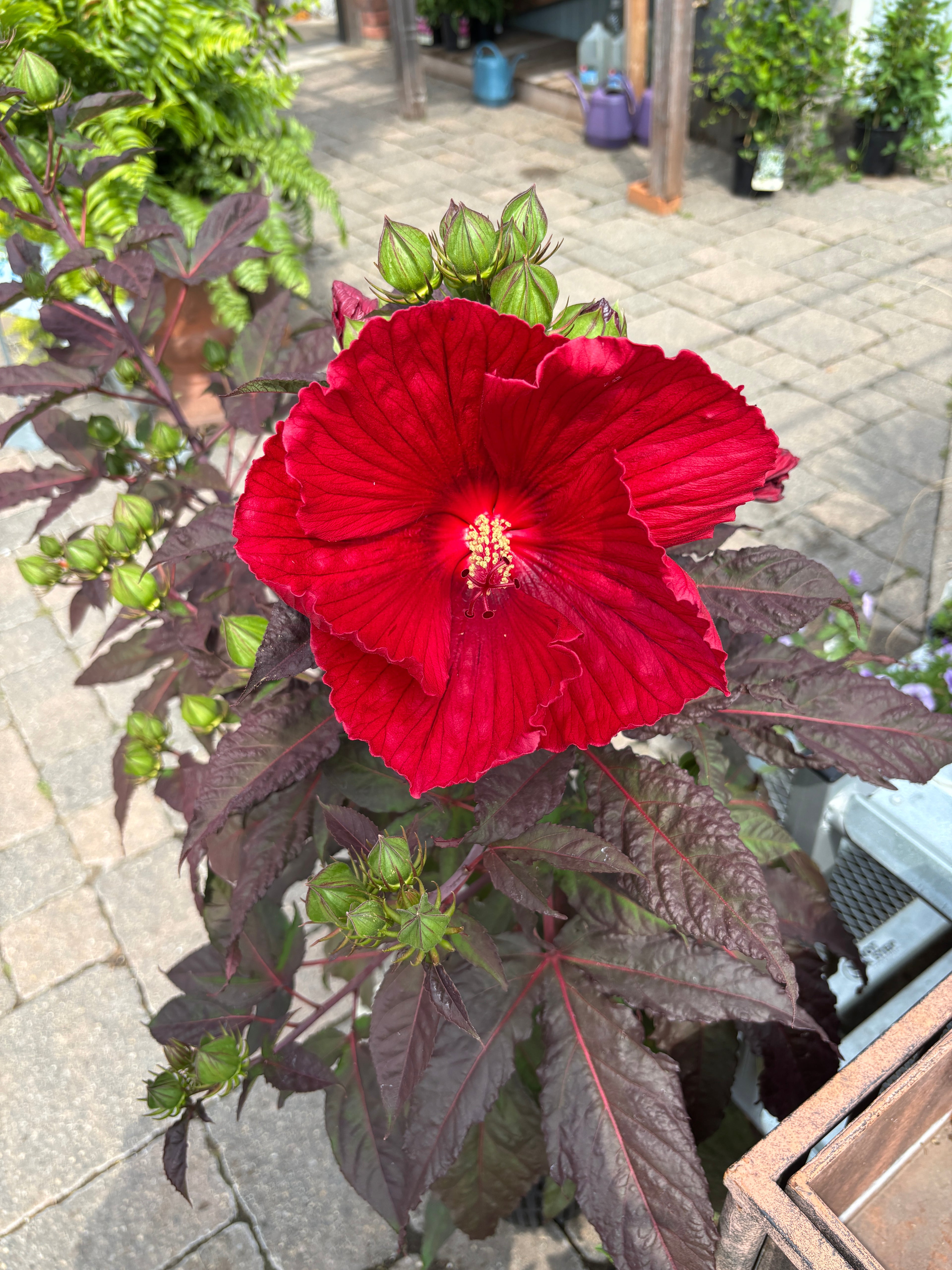 Hibiscus 'Midnight Marvel' #3