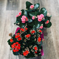Calandiva 4.5" With Pot Cover