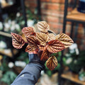 Peperomia Quito Pink 4"