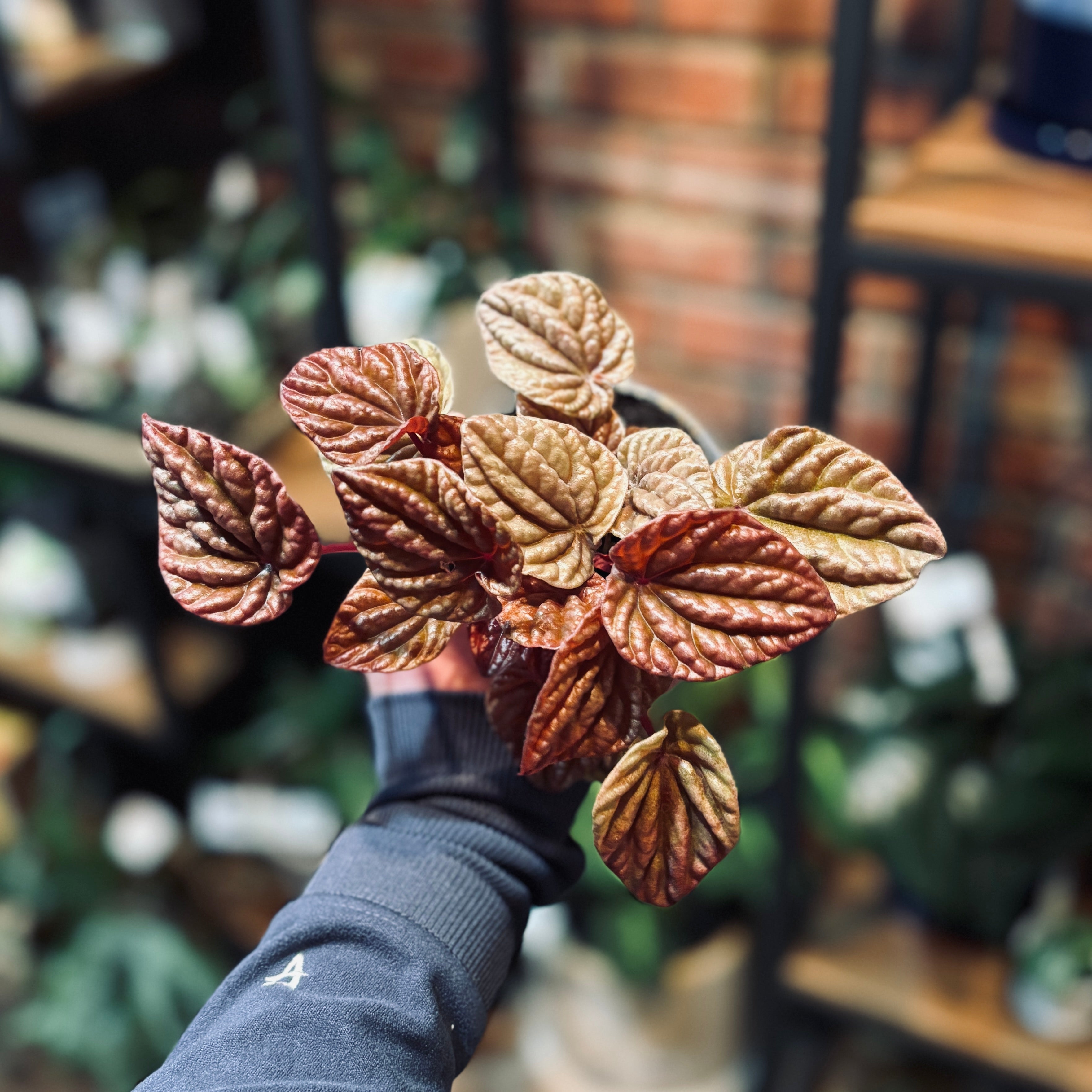 Peperomia Quito Pink 4"
