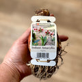 Amaryllis 'Papilio'