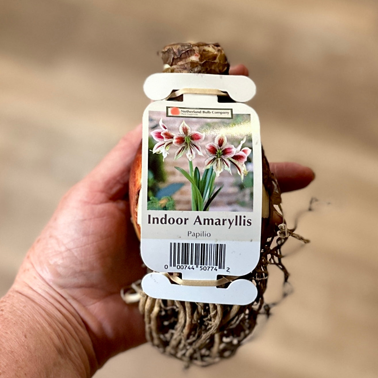 Amaryllis 'Papilio'