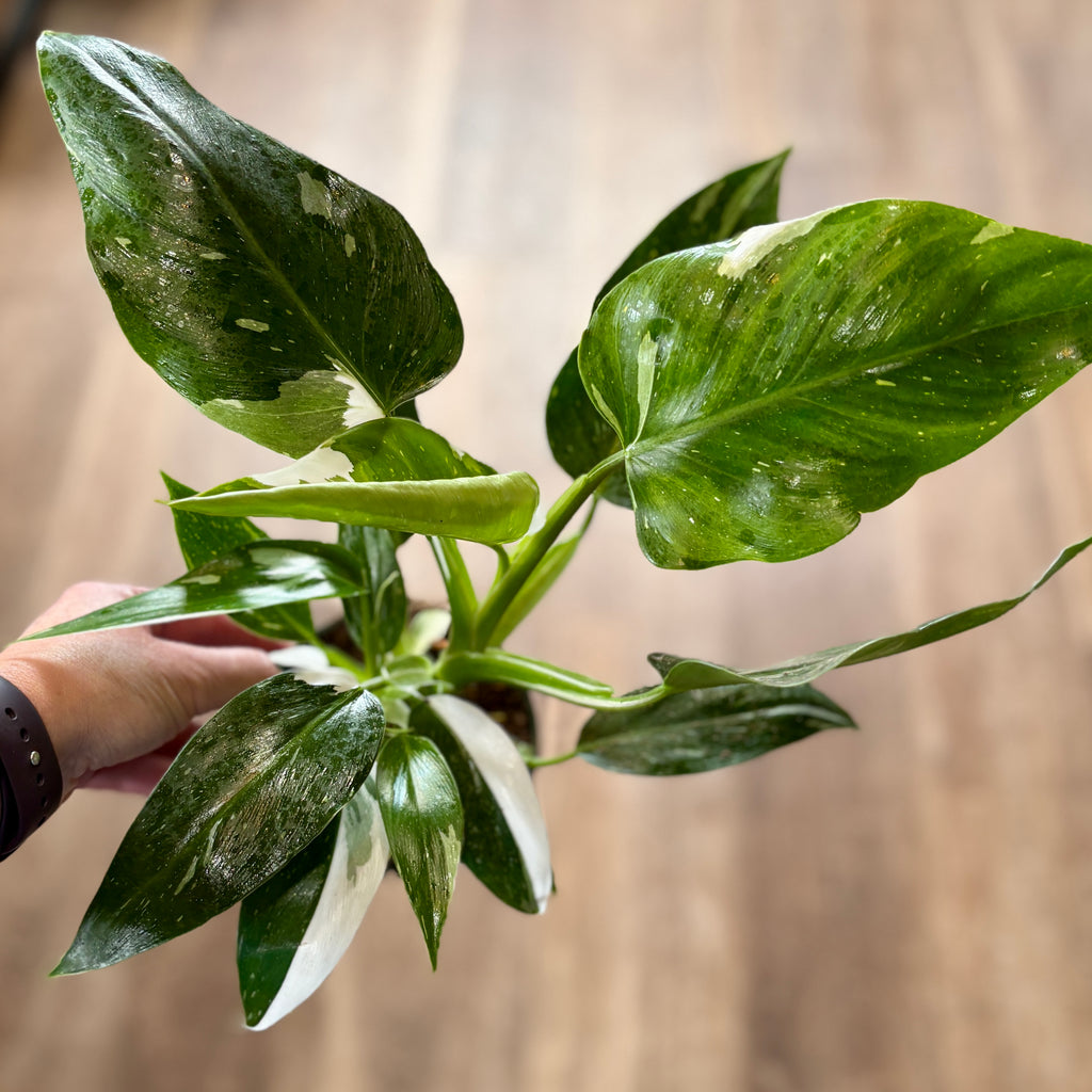 Philodendron White Wizard 4"