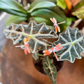 Small Enamel Copper Dragonflies