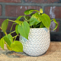 Ginny White Ceramic Pot 4.5"