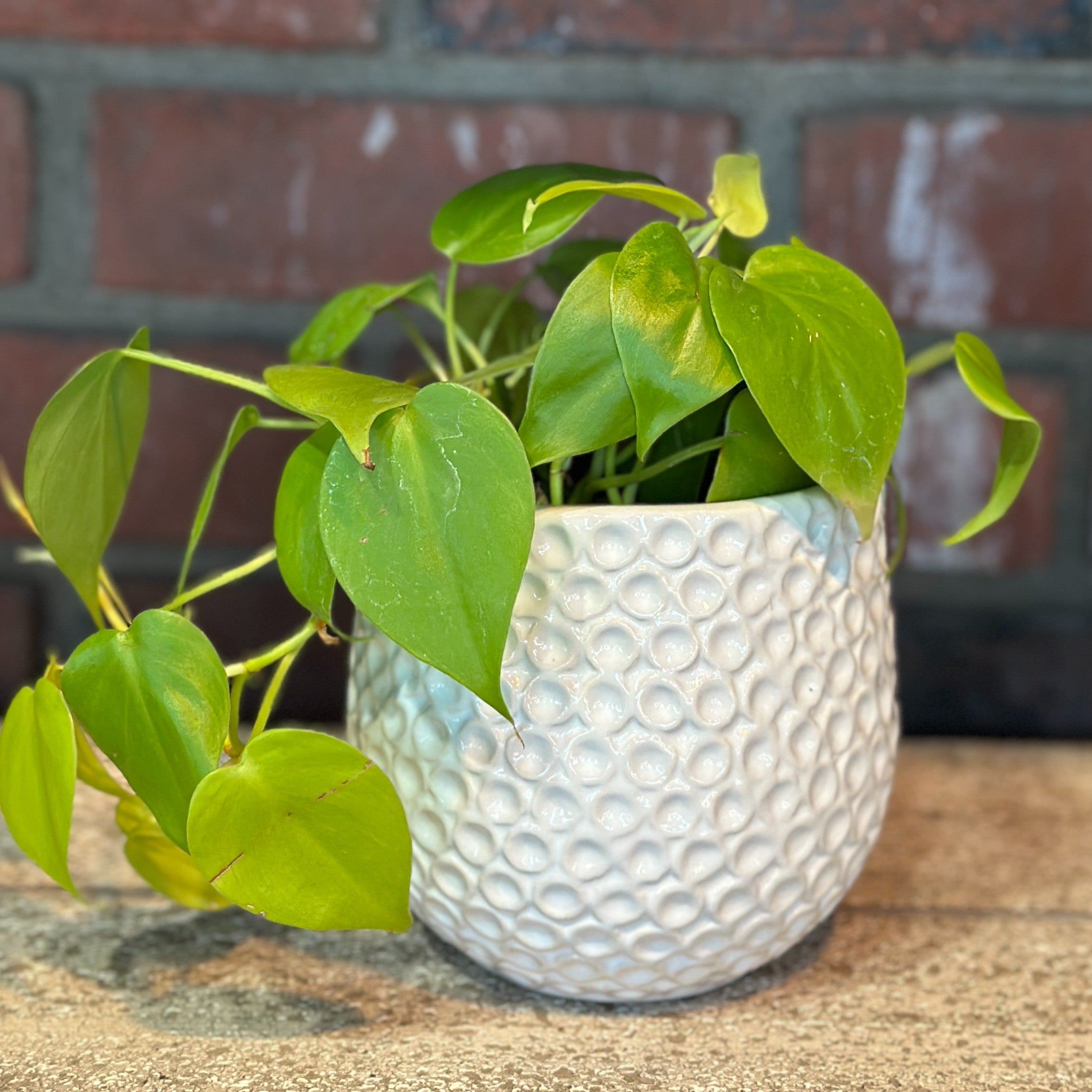 Ginny White Ceramic Pot 4.5"