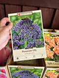 Scilla Peruviana Lily