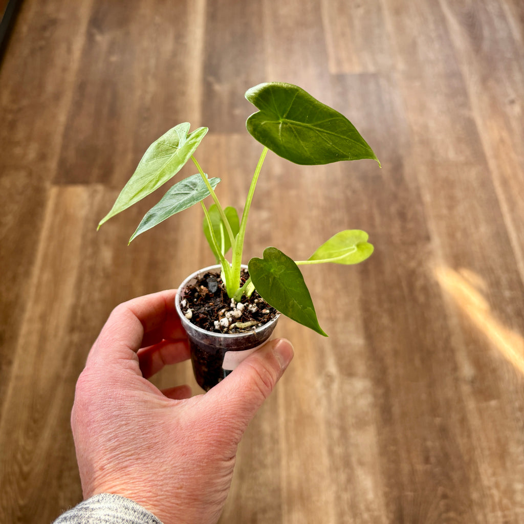 Alocasia 'Okinawa' Revert Rpf
