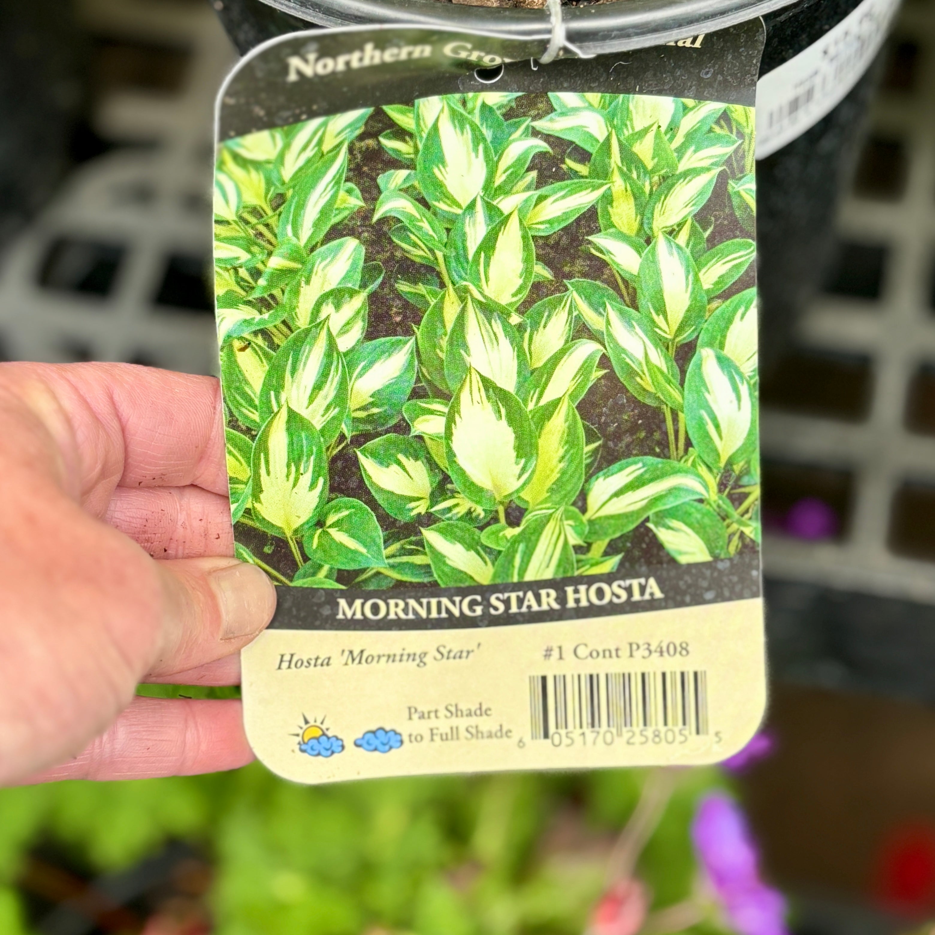 Hosta 'Morning Star' #1 Gallon Pot