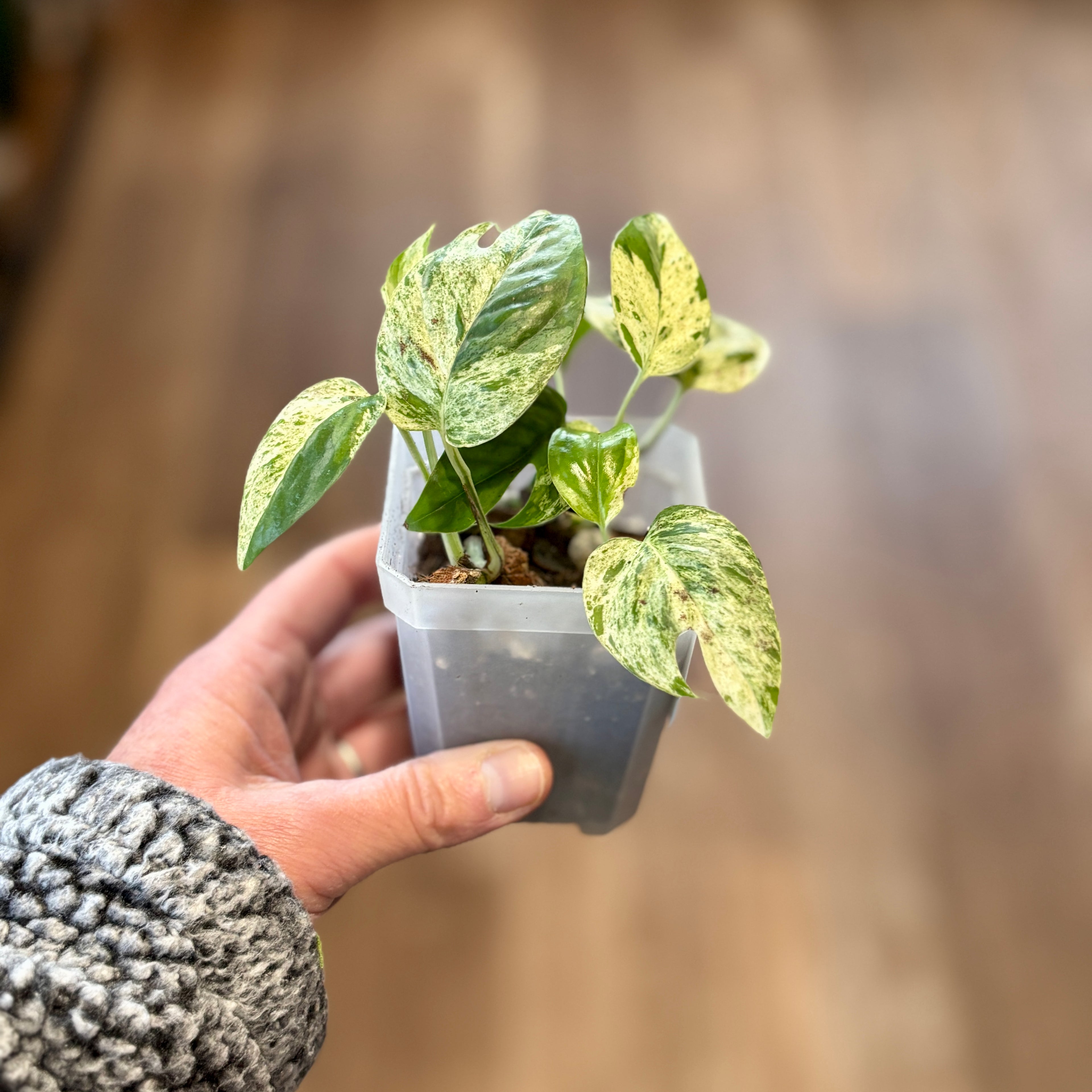 Epipremnum Pinnated 'Marble Flame' | Pothos