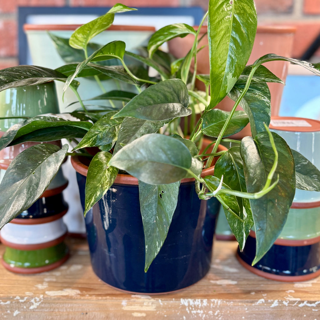 7.7" Navy Cylinder Glazed Terracotta Pot