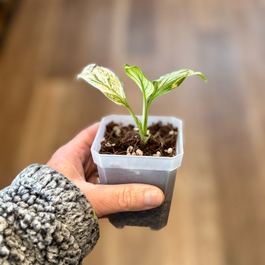 Spathaphyllum Var. 'sensation' Peace Lily