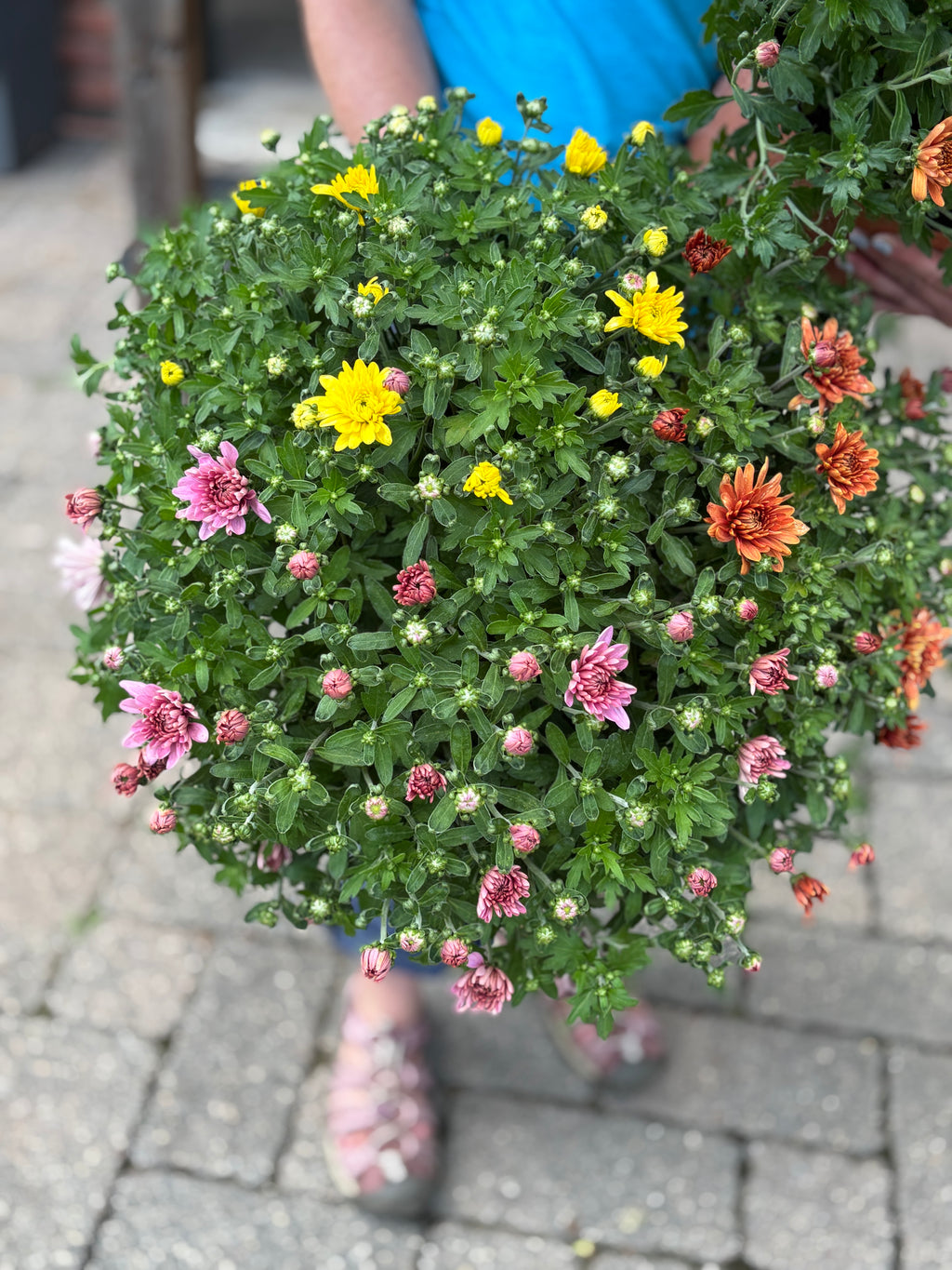 9.5" Belgian Mum Mix